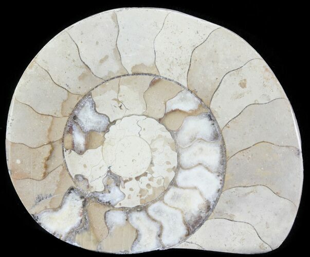 Cut and Polished Lower Jurassic Ammonite - England #62565